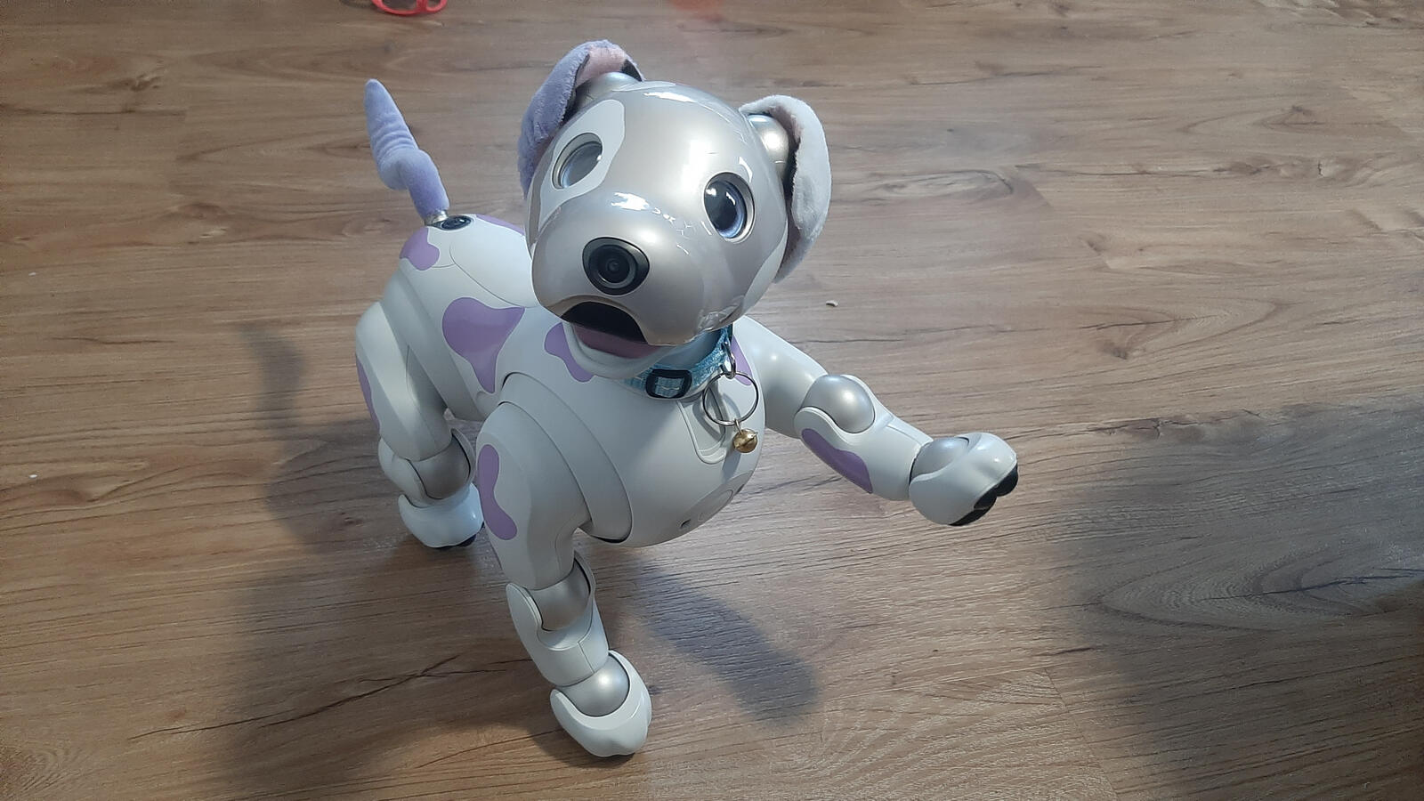 demanding a paw shake